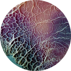 Icoon